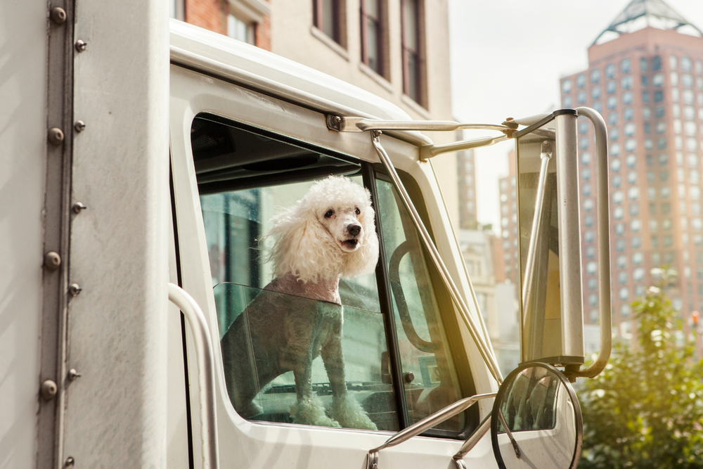White Dog Inside Semi Truck Looking Outside of Window