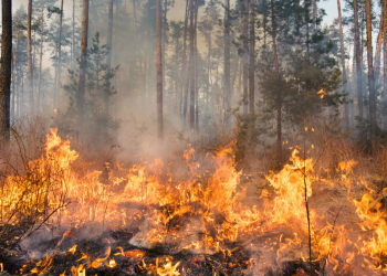 Albertan wildfire in a forest Albertan wildfire in a forest